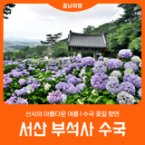 [서산 부석사 수국] 산사의 아름다운 여름 l 수국 꽃길 향연