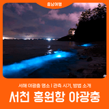[서천 홍원항] 서해 야광충 명소 l 관측 시기, 방법 소개