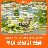 [부여 궁남지] 연꽃 명소를 넘어선 연꽃 성지