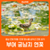 [부여 궁남지] 연꽃 명소를 넘어선 연꽃 성지