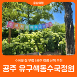 [공주 유구색동수국정원] 수국꽃 질 무렵 l 여름 산책 추천