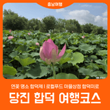 [당진 합덕 여행] 연꽃 명소 합덕제 l 로컬푸드 마을상점 합덕미로