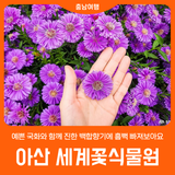 [아산 세계꽃식물원] 예쁜 국화와 함께 진한 백합향기에 흠뻑