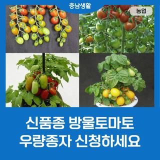 신품종 방울토마토 우량종자 신청하세요~!