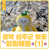 [여행] 성주는 지금 벚꽃ing성주군 벚꽃으로 힐링해봄