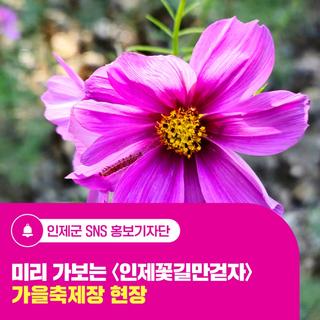 미리 가보는 '인제 꽃길만 걷자' 가을축제장 현장