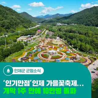 '인기만점' 인제 가을꽃축제…개막 1주 만에 10만명 돌파