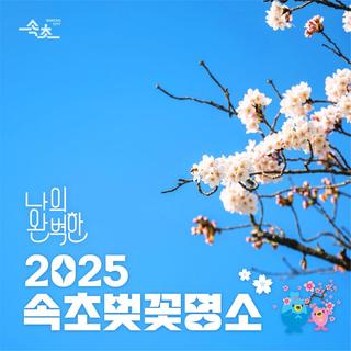 나의 완벽한 2025 속초 벚꽃명소