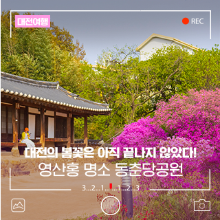 대전의 봄꽃은 아직 끝나지 않았다! 영산홍 명소 동춘당공원 가요