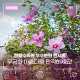 '무궁화 꽃이 피었습니다' 대전 한밭수목원 나라꽃 무궁화 우수분화 전시회