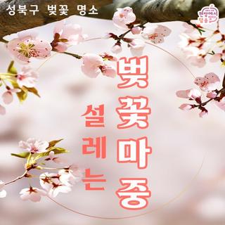 「성북 벚꽃 명소」에서 '인생 사진' 찍기️