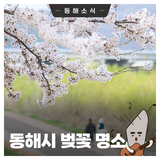 동해시 벚꽃 명소_전천