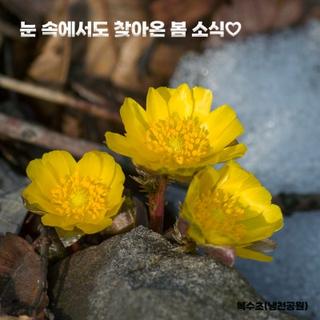 봄 소식을 전하는 복수초와 홍매화