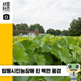 도심 속 정원 수원 탑동 시민농장에 백련이 피었어요. ☆