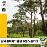 수원 노송지대, 여유롭게 산책하기 좋은 소나무 숲 ☆