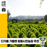 추천! 수원 여행코스 | 가을 댑싸리가 기대되는✨'수원 탑동 시민농장' 리뷰 ☆