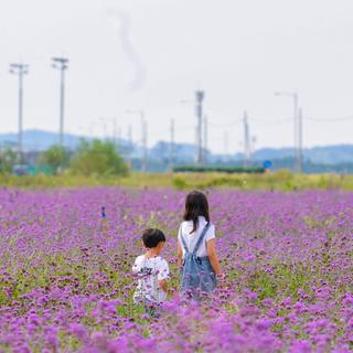 아름다운 풍경을 볼 수 있는 매력적인 태안 신상 여행지(가든스퀘어, 영목항 전망대, 백화산 구름다리, 몽산포 전망대)