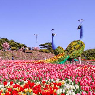 봄꽃축제로 여기 어때? 태안의 봄을 대표하는 축제 3가지!