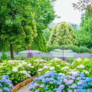 수국축제가 열리는 태안 팜카밀레, 청산수목원, 천리포수목원