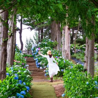 연꽃, 수국, 해바라기가 피어나는 여름꽃 축제! 태안 청산수목원, 팜카밀레, 해바라기 올래정원