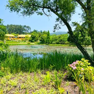 진한 여름 향기 풍기는 태안 숲캉스! 태안 백화산 물놀이공원, 천리포수목원, 안면도자연휴양림