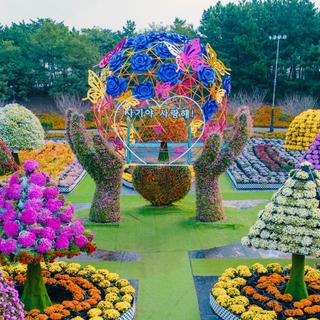 노랑, 주황, 보랏빛 화려한 가을꽃이 시작되는 태안 안면도 여행지