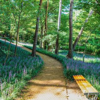 태안 백화산의 아름다운 가을 산사! 흥주사 소나무 숲과 맥문동 군락지, 트리워크