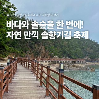 서해바다와 소나무 숲을 따라 자연 만끽! 태안 솔향기길 축제