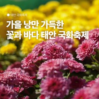 꽃과 바다의 도시 태안! 가을 낭만 가득한 태안 국화축제