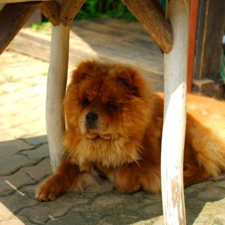 애견동반 여행을 떠나보자! 태안 애견동반 여행지 추천 펫티켓 안내