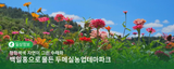 알록달록 백일홍으로 물든 두메실농업테마파크로 꽃구경 오세요!