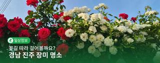 꽃길 따라 걸어볼까요? 경남 진주 장미 명소