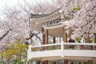 비 내리는 봄날, 수봉공원에서 마주한 벚꽃 로드