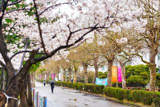 인하대 용현캠퍼스에서 만난 청춘의 벚꽃