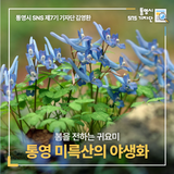 봄을 전하는 귀요미, 통영 미륵산의 야생화