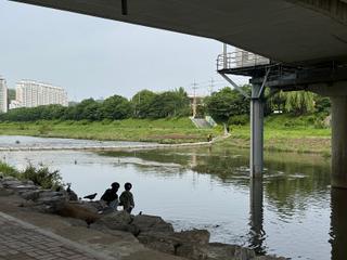 초여름에 걷기 좋은 자연형 생태하천 삼봉천