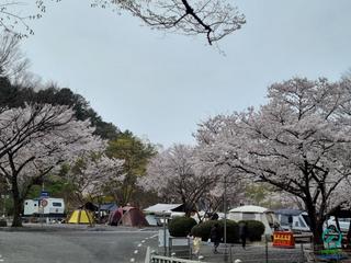 하얀 벚꽃으로 뒤덮인 의령의 힐링 일번지 벽계 야영장~~