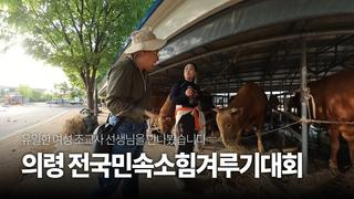 의령 전국 민속 소 힘겨루기 대회 홍보