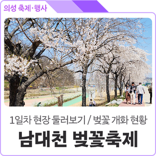 제1회 남대천 벚꽃축제 1일차 현장 / 경북 의성군 실시간 벚꽃 개화현황