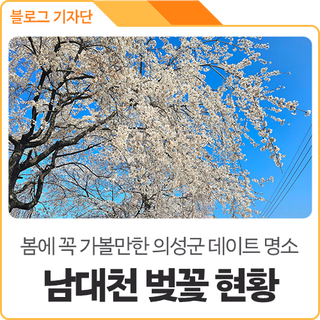 봄에 꼭 가볼만한 의성군 명소 : 의성구봉공원 남대천 벚꽃 현황