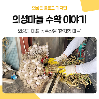 의성 대표 농특산물 마늘 수확했어요! 한지형 마늘 특징, 과정 소개합니다~