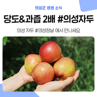 여름 제철과일 이만한 게 없죠! 당도랑 과즙이 2배인 의성 자두가 왔어요~