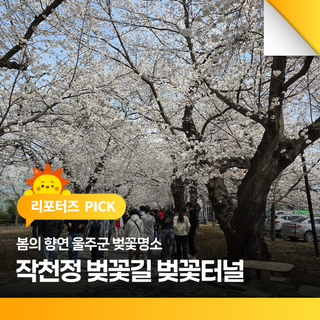 봄의 향연 울주군 벚꽃명소 작천정 벚꽃길 벚꽃터널  봄 나들이 가기 좋은 곳