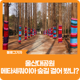 [블로그 기자] 울산대공원 메타세쿼이아 숲길 걸어 봤니?