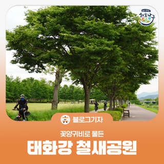 [블로그 기자] 태화강 철새공원 꽃양귀비로 물들다