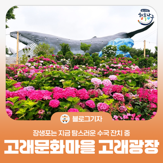 [블로그 기자] 장생포는 지금 탐스러운 수국 잔치 중 고래문화마을 고래광장 일대 개화현황