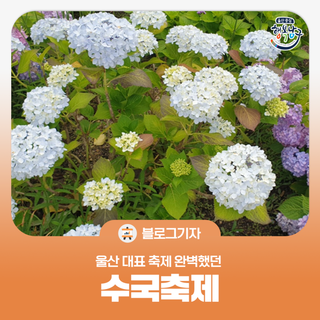 [블로그 기자] 울산 대표 축제 완벽했던 수국축제