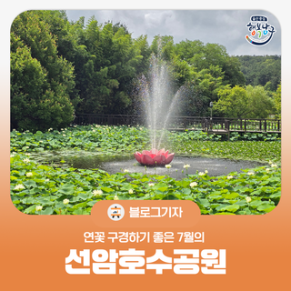 [블로그 기자] 연꽃 구경하기 좋은 7월의 선암호수공원
