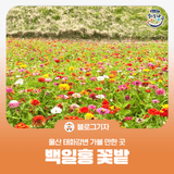 [블로그 기자] 울산 태화강변 가볼 만한 곳 백일홍 꽃밭
