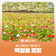 [블로그 기자] 울산 태화강변 가볼 만한 곳 백일홍 꽃밭